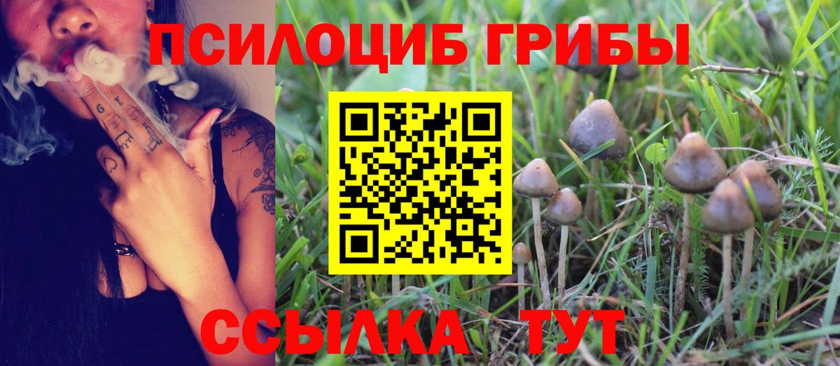 Псилоцибиновые грибы Psilocybe Нижний Новгород